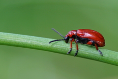 Lilioceris merdigera