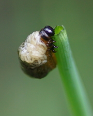 Lilioceris merdigera