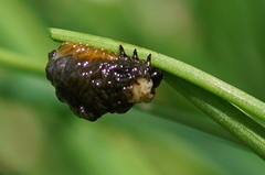 Lilioceris merdigera