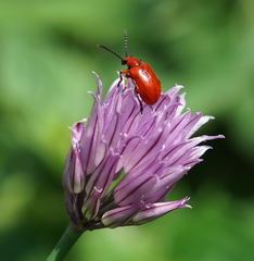 Lilioceris merdigera