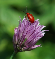 Lilioceris merdigera