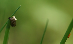 Lilioceris merdigera