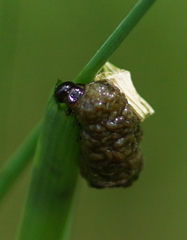Lilioceris merdigera