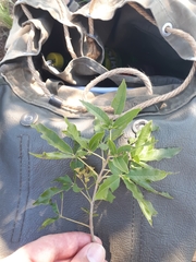 Vitex rehmannii