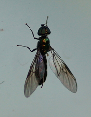 Sargus cuprarius