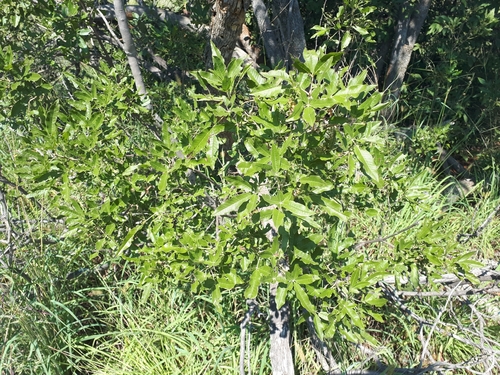Image of Vitex rehmannii by (c) Manuel R Popp, some rights reserved (CC BY)