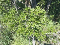 Vitex rehmannii