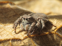 Aelurillus luctuosus