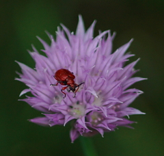 Lilioceris merdigera