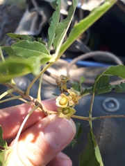 Vitex rehmannii