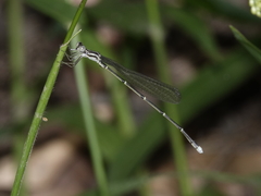 Labidiosticta vallisi