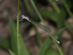 Labidiosticta vallisi