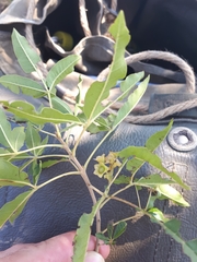 Vitex rehmannii