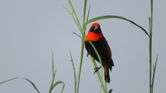 Euplectes hordeaceus