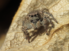 Aelurillus luctuosus