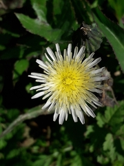 Sonchus oleraceus