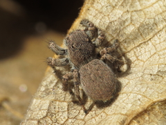 Aelurillus luctuosus