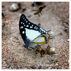 Polyura eudamippus