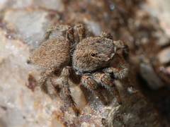 Aelurillus luctuosus