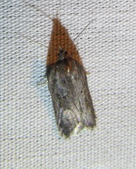 Acleris busckana