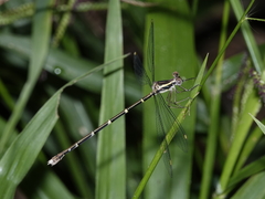 Episynlestes albicaudus