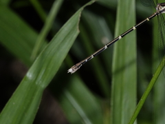 Episynlestes albicaudus