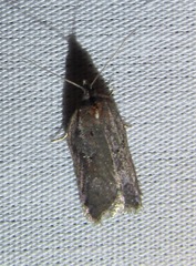 Acleris busckana