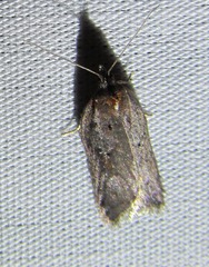 Acleris busckana