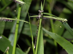 Episynlestes albicaudus