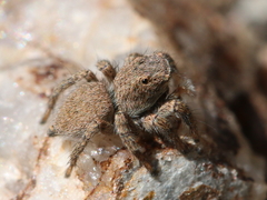 Aelurillus luctuosus
