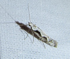 Rhigognostis interrupta