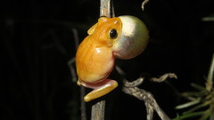 Hyperolius viridiflavus goetzei