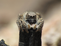 Aelurillus luctuosus