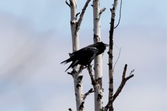 Corvus corax kamtschaticus