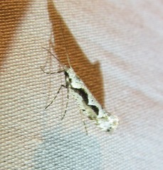 Rhigognostis interrupta