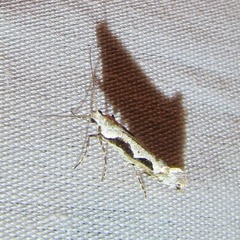 Rhigognostis interrupta