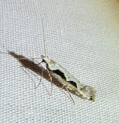 Rhigognostis interrupta