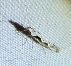 Rhigognostis interrupta