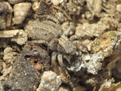 Aelurillus luctuosus