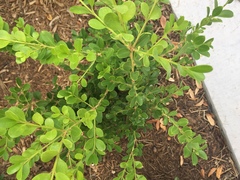 Buxus