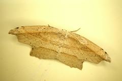 Phalacra strigata