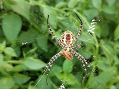 Argiope