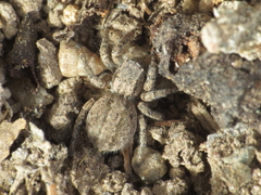 Aelurillus luctuosus