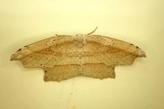 Phalacra strigata