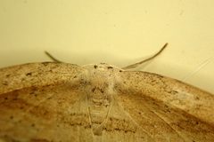 Phalacra strigata