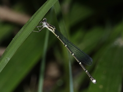 Labidiosticta vallisi