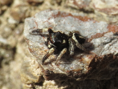 Pellenes geniculatus