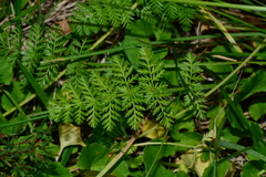 Chaerophyllum eriopodum