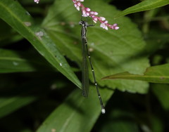 Labidiosticta vallisi