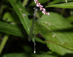 Labidiosticta vallisi